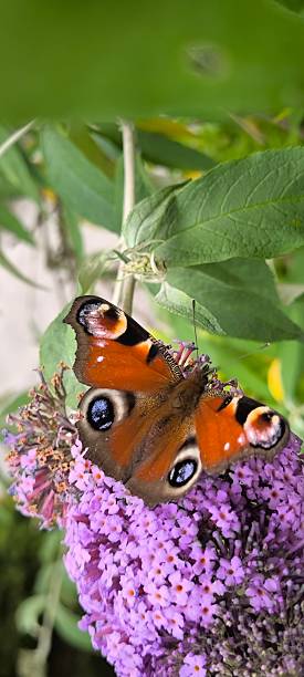 istock Bright peacock butterfly on buddleia flower 2230495843
