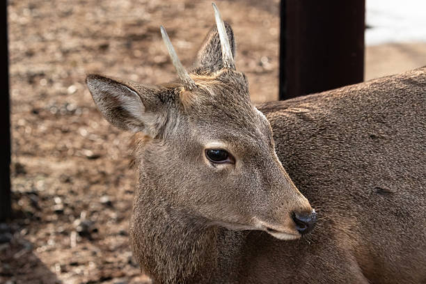 istock Closeup, Wild dear in Nara, Japan. 2230496077