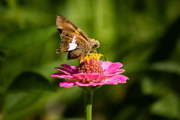istock Silver-Spotted Skipper on a Pink Zinnia 2230496151