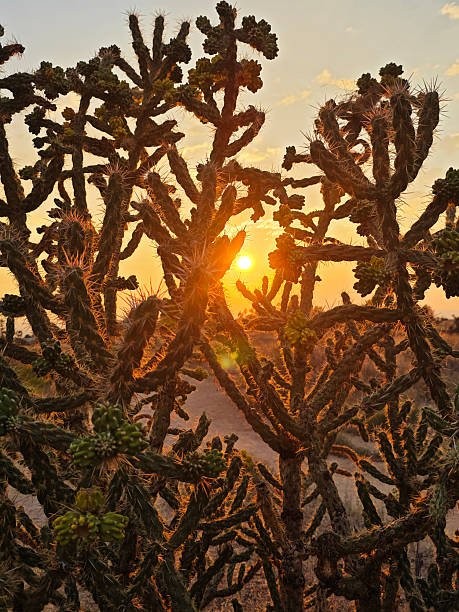 istock Cholla Cactus in New Mexico 2230505022