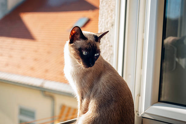 Blue-eyed Siamese cat sitting on the balcony of the house and watching outside. Shot with high megapixel dslr camera, Canon 5DSR