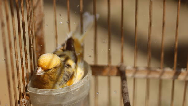 istock Canary bathing in the drinking place 2230507006