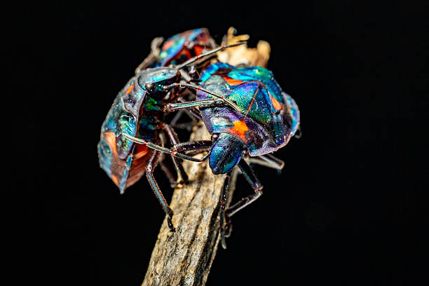 This striking macro photo captures several cotton harlequin beetles (Tectocoris diophthalmus) adult with a patterned shell resting on a stick.
