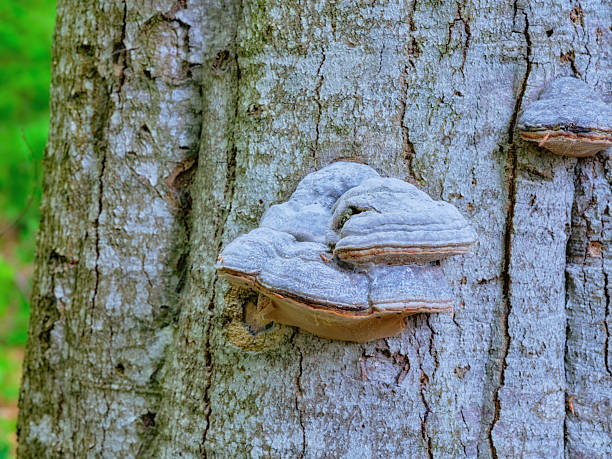 istock Close-up of tree bark with bracket fungus in a Danish forest setting 2230508575