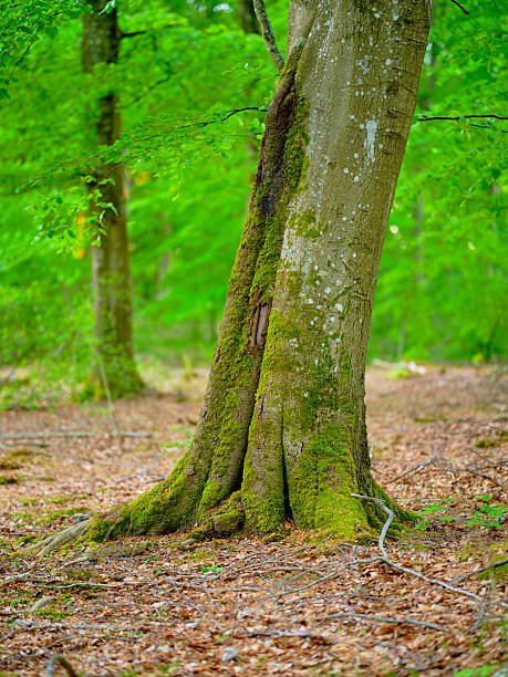 istock Serene Danish forest in lush summer foliage showcasing a moss-covered tree trunk 2230508582