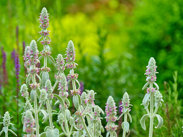 Graceful flowering stems of Lamb's Ear (Stachys byzantina) in full bloom, showcasing delicate pink blossoms against their soft silvery-green leaves. The vibrant background enhances the garden's serene and verdant atmosphere.