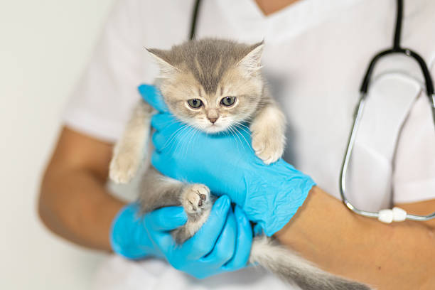 istock Veterinary checkup for a young kitten held by a professional in gloves 2230510141