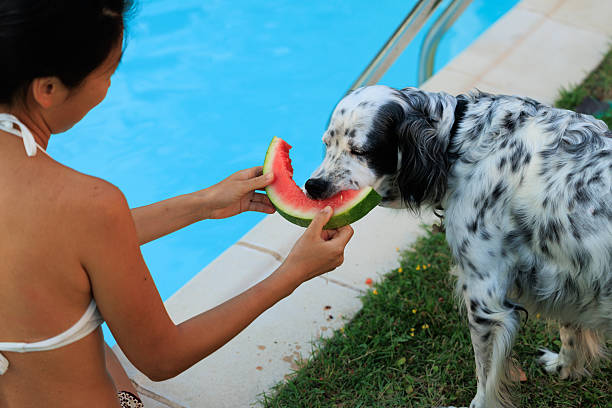 Dog enjoying watermelon refreshment by the pool