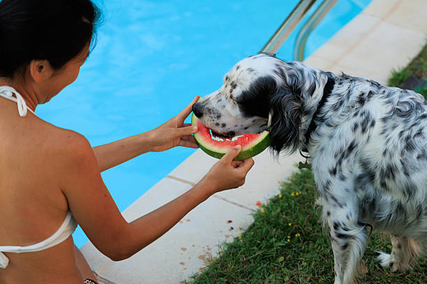 Dog enjoying watermelon refreshment by the pool