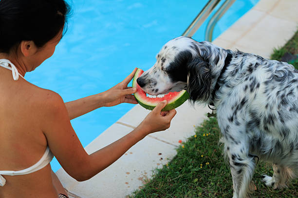 Hot summer swimming pool refreshment, girl and dog at poolside