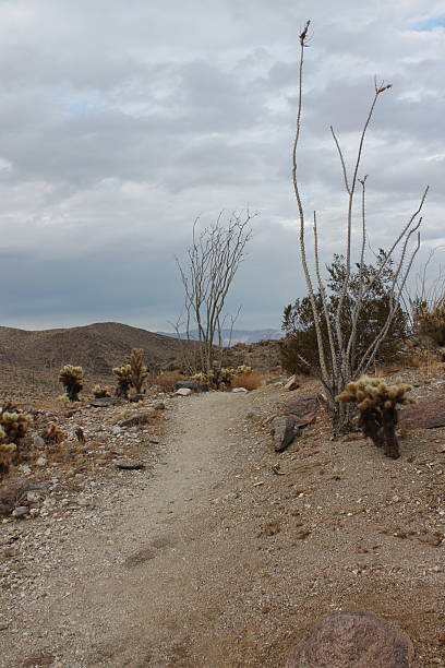 istock Anza-Borrego Desert State Park 2230513144
