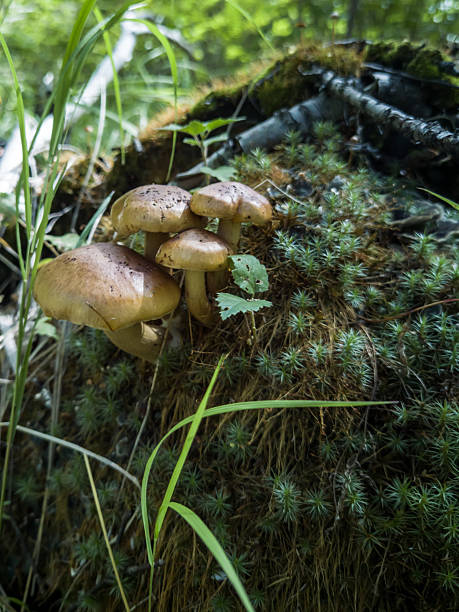 istock Mushroom on the ground in the forest 2230513893