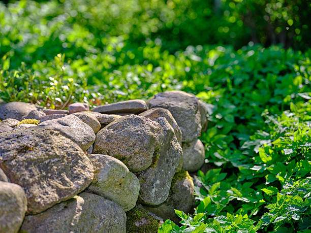 A beautiful summer scene in Denmark, featuring a naturally crafted stone wall enveloped by lush green plants. The vibrant vegetation under the sunlight evokes the warmth and charm of the season.