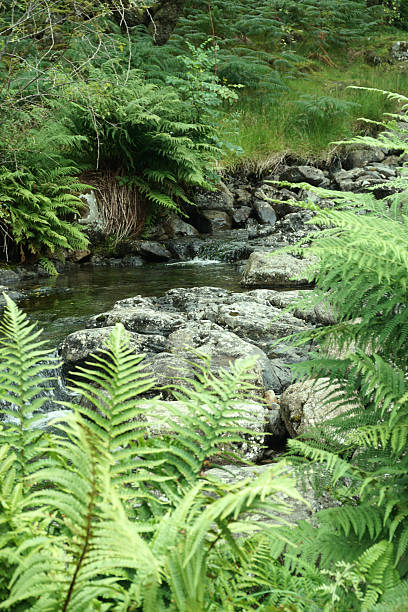 Cox Tor view in Dartmoor with a flowing stream after the rainfall