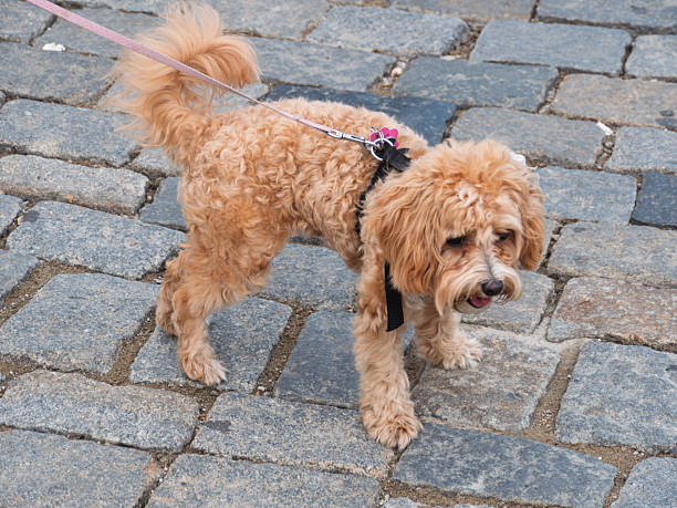 istock Playful Toy Poodle Enjoying a Stroll Outdoors on Cobblestone Path 2230516745