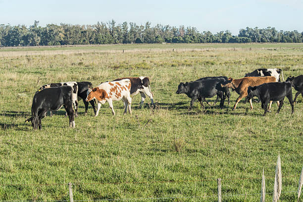 Cattle on the green grass , un Mar del Plata , Argentina