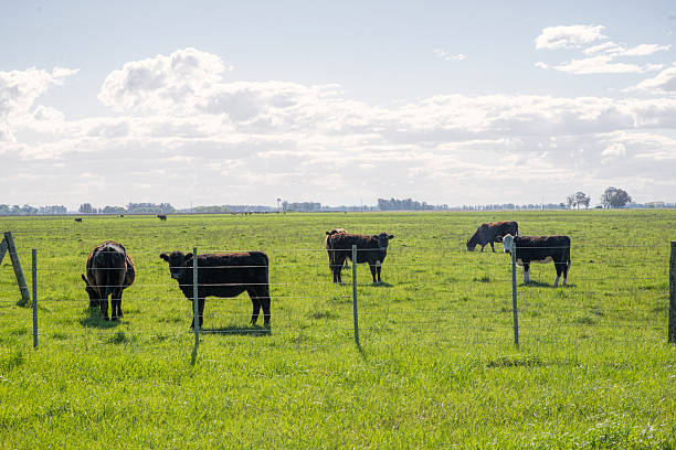 istock Cows grazing in the pasture field 2230517292