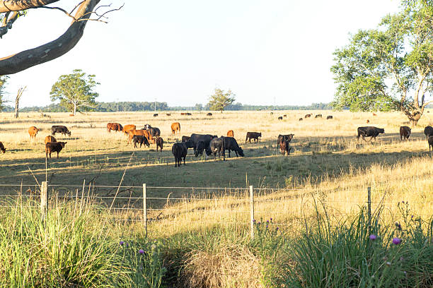istock Argentina landscape , Pasture fields and cattle , cows 2230517855