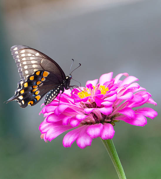 istock Butterfly- Black Swallowtail-Howard County, Indiana 2230518531