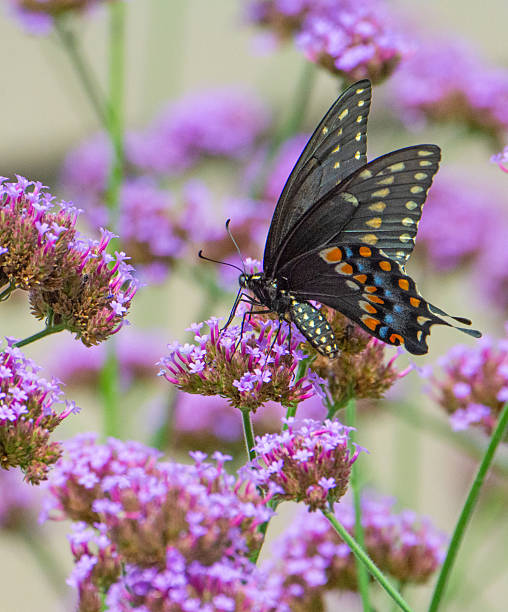 istock Butterfly- Black Swallowtail-Howard County, Indiana 2230518532