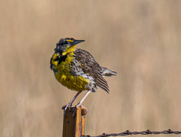 istock Western meadowlark on a fence post 2230518689