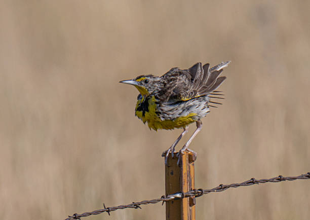 Western meadowlark with ruffled feathers