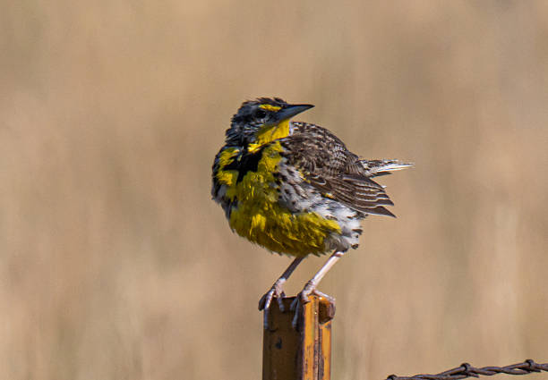 istock Western meadowlark perched on a fence post 2230518725