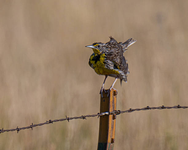istock Western Meadowlark with ruffled feathers 2230518730
