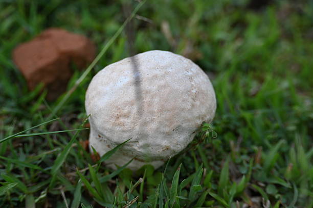 Puffballs mushroom. It is a a type of fungus featuring a ball shaped body that when mature or bursts on contact  impact, releasing a cloud of dust-like spores into the surrounding area. not edible.