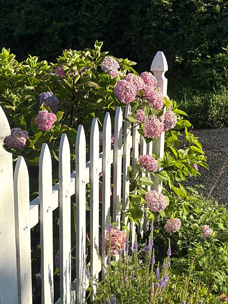 istock Pink hydrangea growing at a white picket fence 2230524371