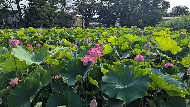 istock Pink lotuses in the pond 2230535968