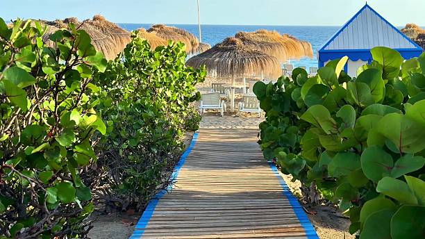istock A Beautiful Scenic Beach Pathway That Is Surrounded by Luxurious Lush Greenery Everywhere 2230536560