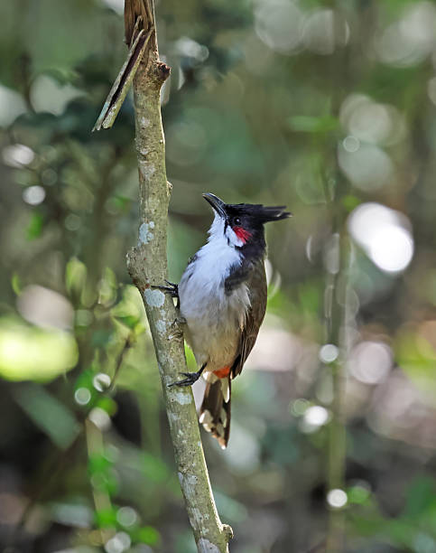 istock Red-whiskered bulbul perched on tree branch in natural forest. 2230540853