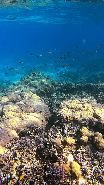 istock Palau Vibrant Coral Sea Scene 2230541085