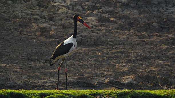 istock Saddle-billed Stork Standing on Grassy Edge with Rocky Background 2230541660