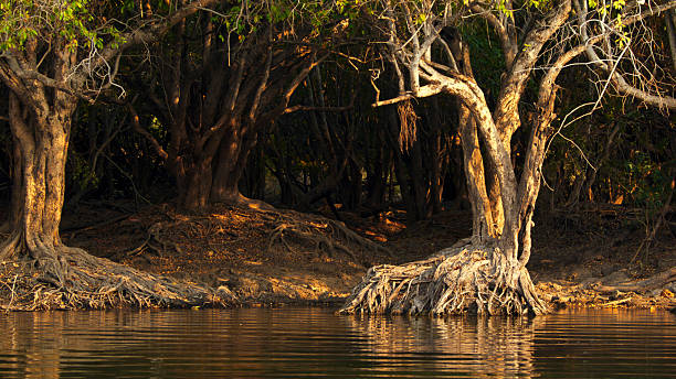 istock Majestic Trees with Exposed Roots by Tranquil Riverbank 2230541664