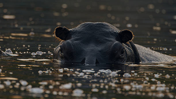istock Lone Hippo Partially Submerged in Calm River Waters 2230541668