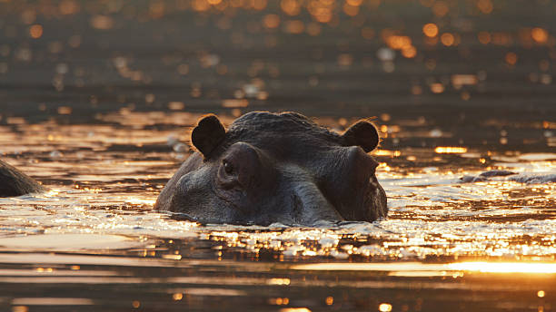 istock Hippo Partially Submerged in Golden Sunset Waters 2230541670