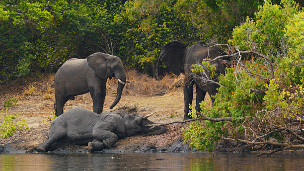 istock Three African Elephants in Natural Habitat Near Water's Edge 2230541706