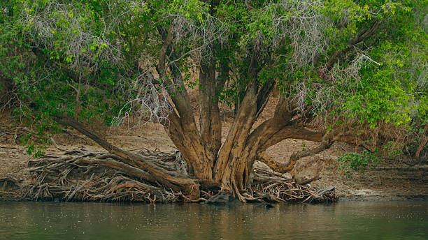 istock Lush Green Tree with Exposed Roots Overhanging a Tranquil Riverbank 2230541712
