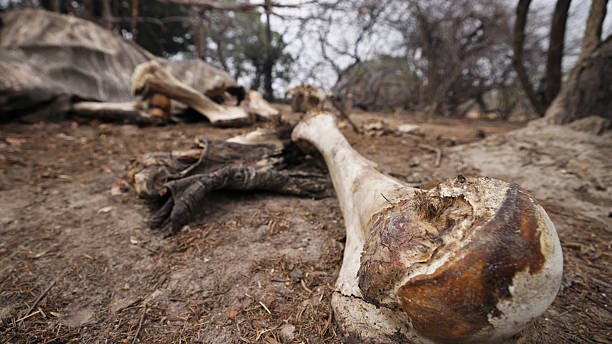 istock Elephant Bones Lying on Ground in African Savannah 2230541737
