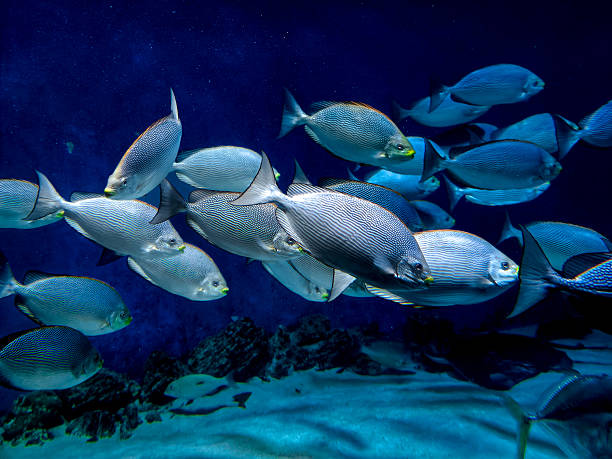 lot of tropical fish in the water in the ocean view from below underwater