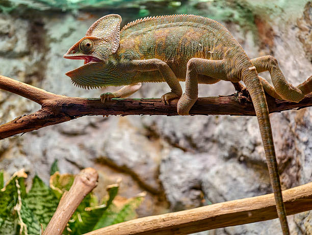 istock colorful chameleon on a branch in the dark at night 2230542736