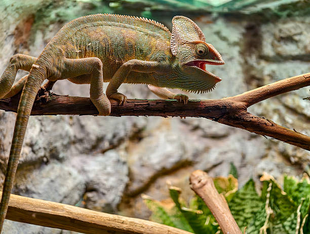 istock colorful chameleon on a branch in the dark at night 2230542748