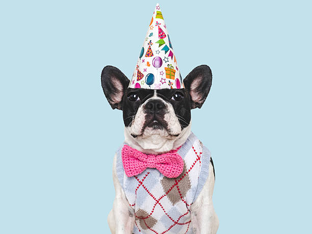 istock Cute puppy and party hat. Studio shot 2230545464