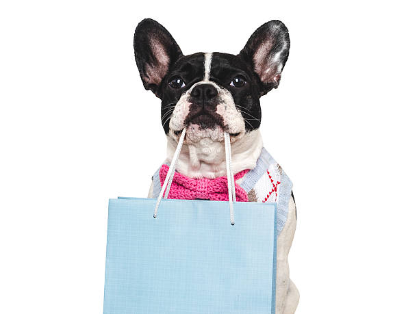 istock Cute puppy and shopping bag. Studio shot 2230545472