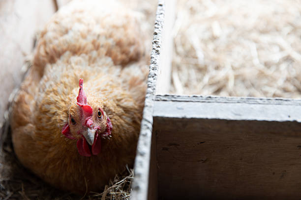 Free range chickens in a chicken coop on an organic farm
