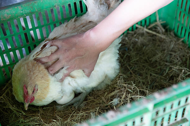 Free range chickens in a chicken coop on an organic farm