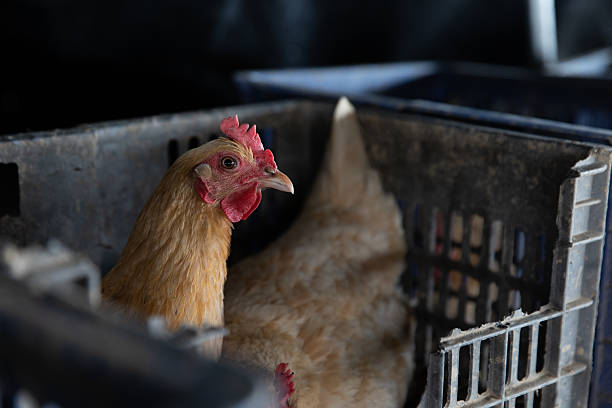 Free range chickens in a chicken coop on an organic farm