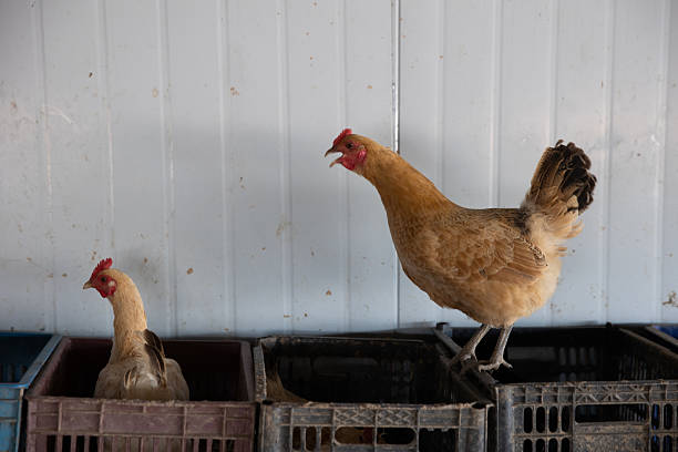Free range chickens in a chicken coop on an organic farm